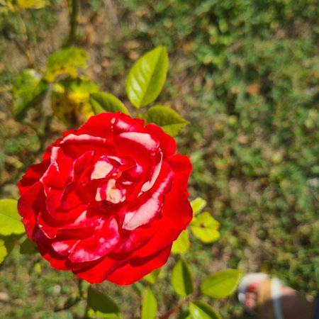 Dolce Alba Panzió Montecastrilli Kültér fotó