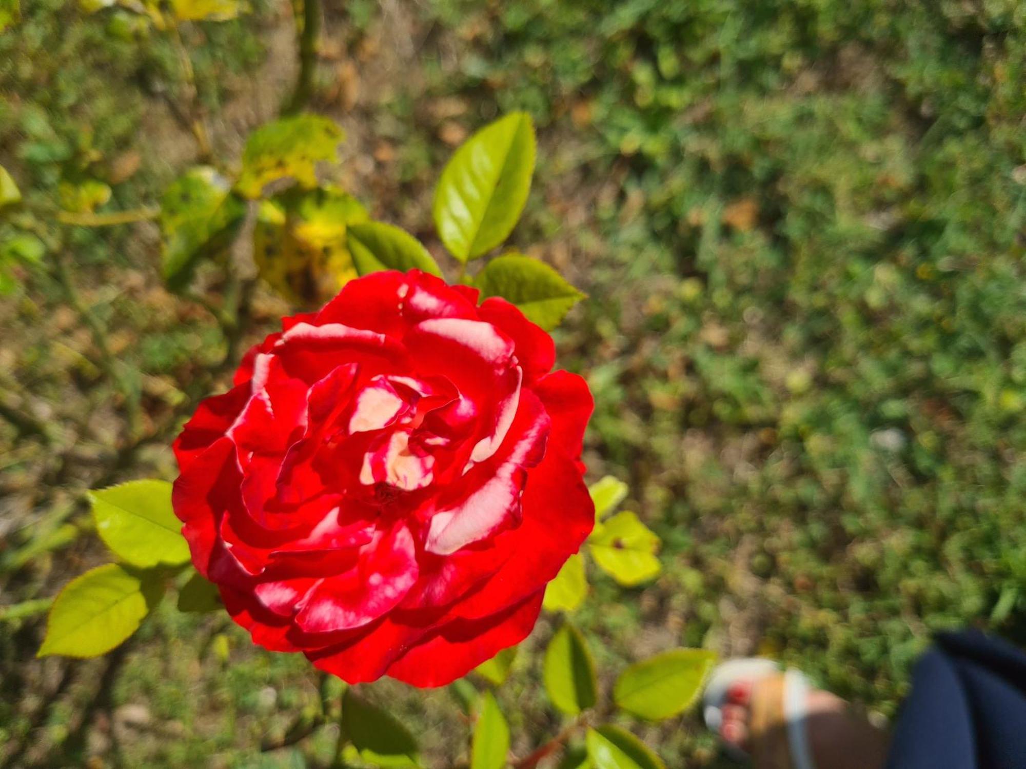 Dolce Alba Panzió Montecastrilli Kültér fotó